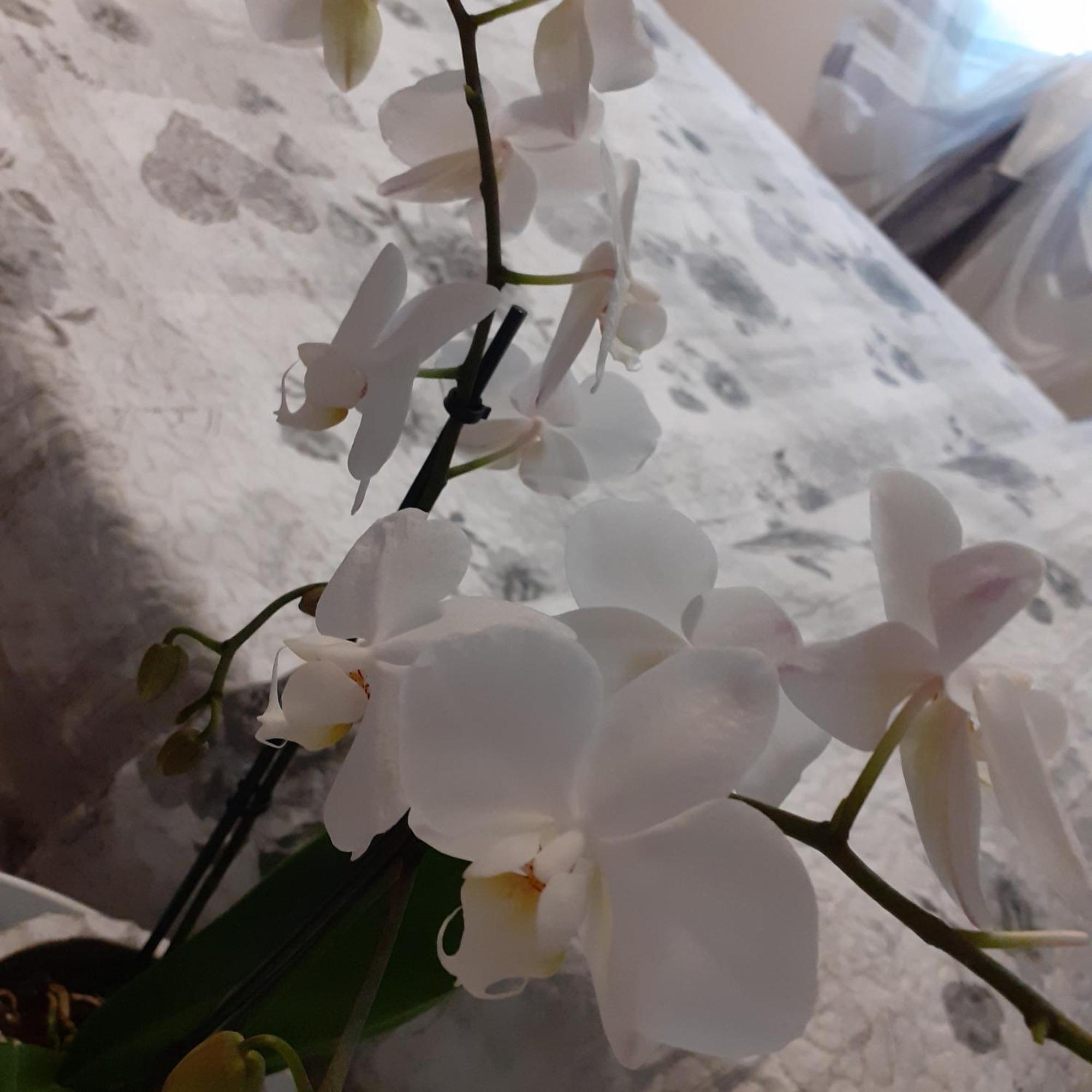 B&B Alla Bon'Ora Volpago del Montello Rum bild